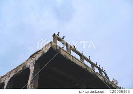 A group of birds are perched on a wooden railing A group of birds are perched on a wooden railing 129956353