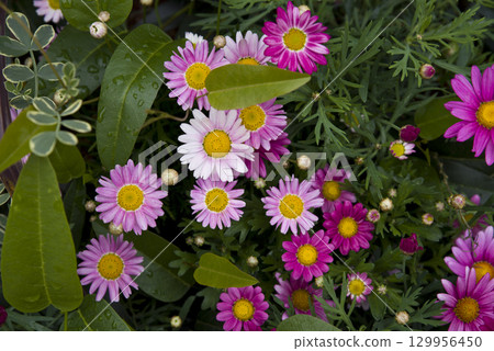 Pink marguerite flowers are blooming in the flower bed in the park. Scientific name: Argyranthemum frutes 129956450