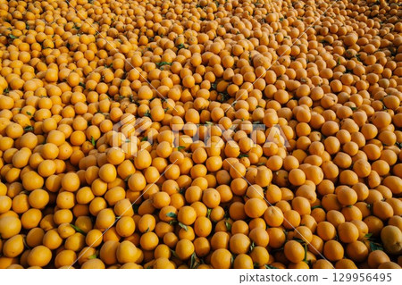 Rows of oranges in dimly lit warehouse. Neural network AI generated Rows of oranges in dimly lit warehouse. Neural network AI generated 129956495