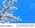 Cherry blossoms in full bloom shining in the blue sky 129956590