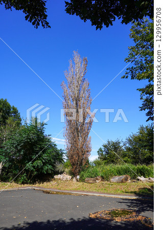 手稻山口蚱蜢丘的一棵枯死的楊樹 129956708