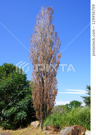 手稻山口蚱蜢丘的一棵枯死的楊樹 129956709