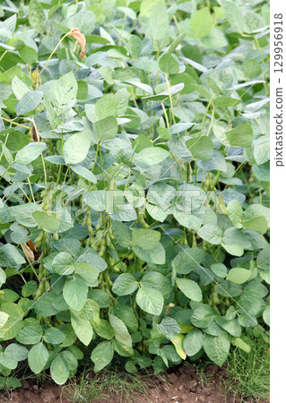 Edamame beans close to harvest. Summer soybean field. Soybean field. Edamame beans. Soybeans. 129956918