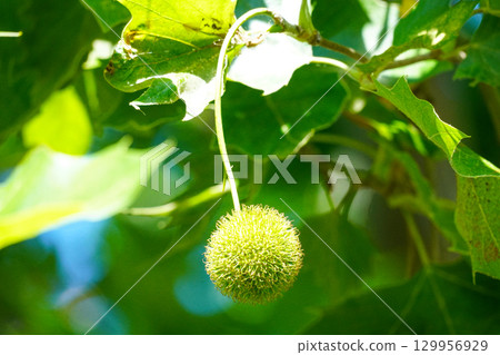 Fruit of Suzuki beetle 129956929