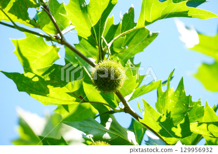 鈴木甲蟲的果實 129956932