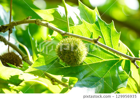 鈴木甲蟲的果實 129956935