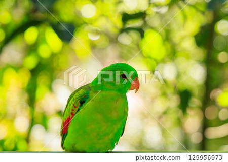 達爾文綠鸚鵡，澳大利亞 129956973