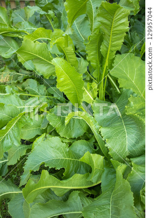 Horseradish leaves in the garden close-up, selective focus, natural background, vertical 129957044