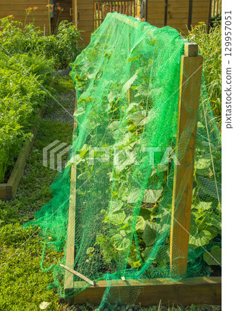 A country vegetable garden with a long bed of strawberries under a stretched net from birds and a bed of vegetable greens. 129957051