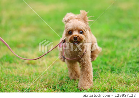 Toy poodle on a walk Toy poodle on a walk 129957128
