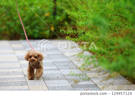 Toy poodle on a walk Toy poodle on a walk 129957129