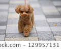 Toy poodle on a walk 129957131