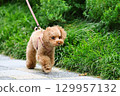 Toy poodle on a walk 129957132