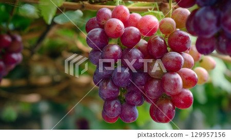 Close-up of ripe grapes on vine in sunlit vineyard. Neural network AI generated Close-up of ripe grapes on vine in sunlit vineyard. Neural network AI generated 129957156