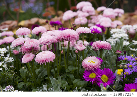 粉紅色的雛菊盛開。學名是 Bellis perennis。 粉紅色的雛菊盛開。學名是 Bellis perennis。 129957234