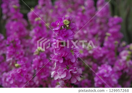 粉紅色的股票花正在盛開。學名是Matthiola incana。 129957268