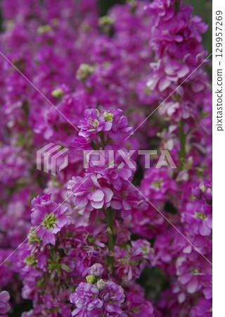 Pink stock flowers are in bloom. The scientific name is Matthiola incana. 129957269