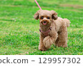 Toy poodle on a walk 129957302