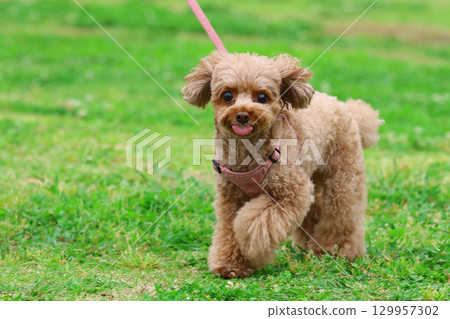 散步的玩具貴賓犬 129957302