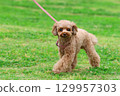 Toy poodle on a walk 129957303