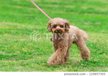 散步的玩具貴賓犬 129957303