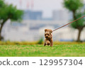 Toy poodle on a walk 129957304