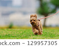 Toy poodle on a walk 129957305