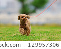 Toy poodle on a walk 129957306