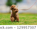 Toy poodle on a walk 129957307