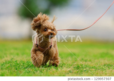 Toy poodle on a walk 129957307