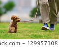 Toy poodle on a walk 129957308
