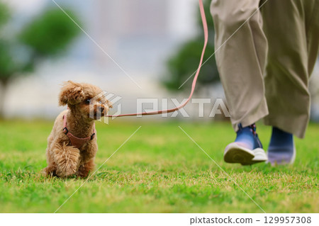 散步的玩具貴賓犬 散步的玩具貴賓犬 129957308