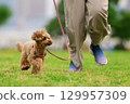 Toy poodle on a walk 129957309