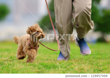 散步的玩具貴賓犬 129957309