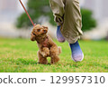 Toy poodle on a walk 129957310