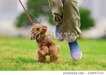 Toy poodle on a walk 129957310