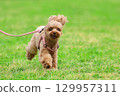 Toy poodle on a walk 129957311