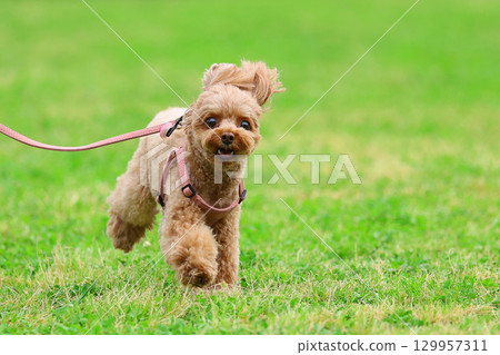 Toy poodle on a walk 129957311