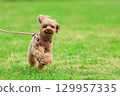 Toy poodle on a walk 129957335