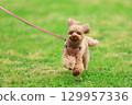 Toy poodle on a walk 129957336