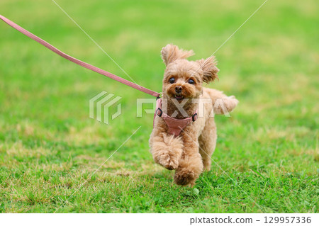 散步的玩具貴賓犬 散步的玩具貴賓犬 129957336