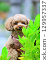 Toy poodle looking out from the shadow of a tree 129957337