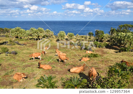 Jersey cows from Hachijojima, Tokyo 129957364