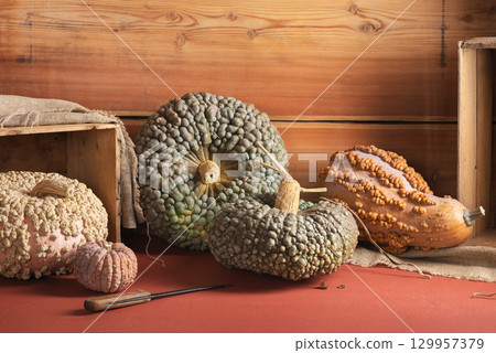 Varieties Of Warty Pumpkins And Squash In Rustic Barn Varieties Of Warty Pumpkins And Squash In Rustic Barn 129957379