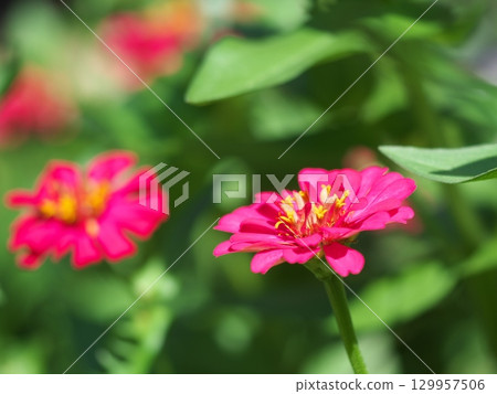 紅色jiniya花 129957506