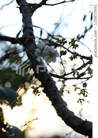 Backlit cherry blossoms Backlit cherry blossoms 129957691