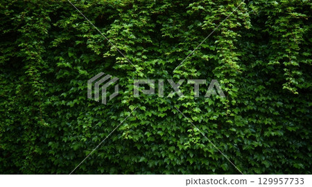 Dense ivy foliage with vibrant green hue. Neural network AI generated 129957733