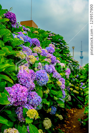 Hydrangea (Old Nakagawa Waterfront Park) Hydrangea (Old Nakagawa Waterfront Park) 129957900