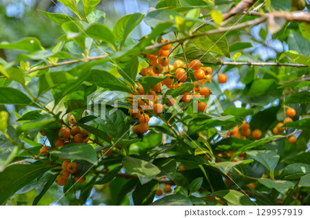 Duranta Berries on the plant Duranta Berries on the plant 129957919