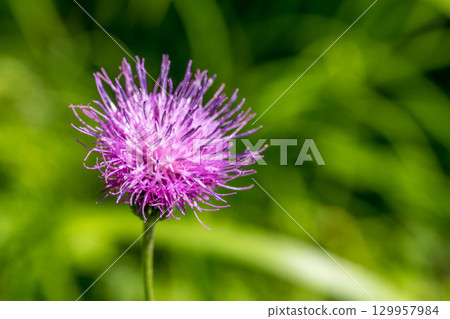 Thistle flowers blooming in the field - Summer day 129957984